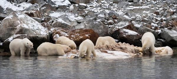 Eisbären auf Jan Mayen, 2009 - von Stefan Cook
