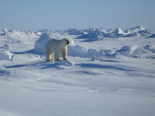 Eisbär in der Nähe von Kaktovik von Eric Regehr/USFWS 