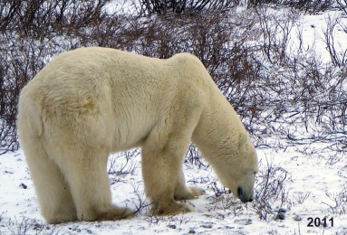 2011 Eisbär
