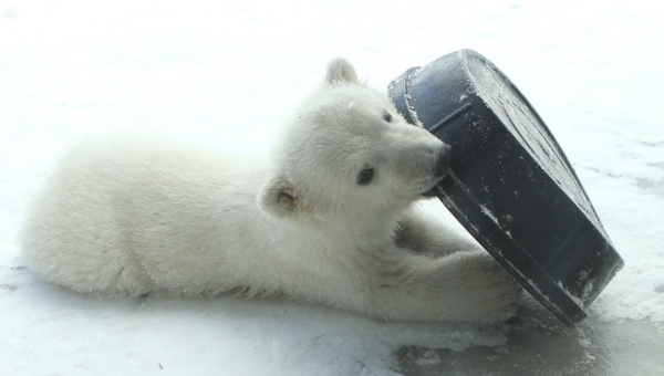 Foto: vesti.ru - TASS, Ich bin nicht sicher, ob auf dem Foto tatsächlich das gerettete Eisbärjungtier abgebildet ist.